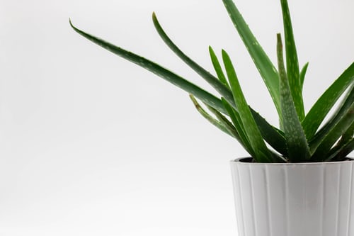 Aloe Vera. Sumber : unsplash.com