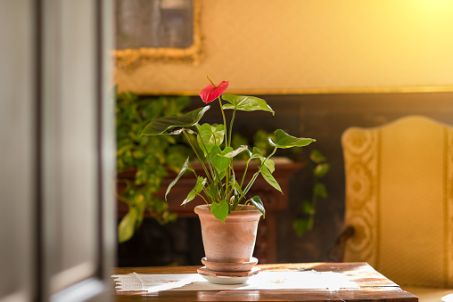Bunga Anthurium dalam interior. Sumber : istockphoto.com