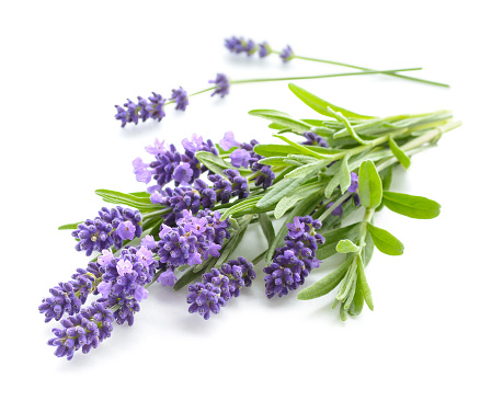 Bunga lavender : Sumber  : istockphoto.com