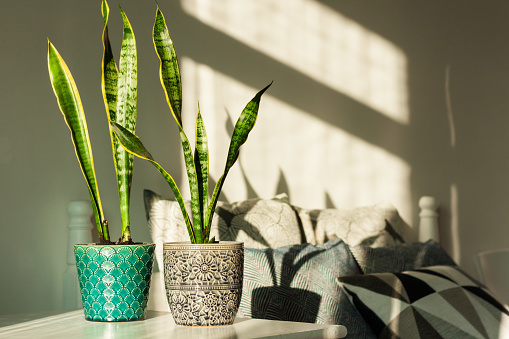 snake plant. Sumber : istockphoto.com