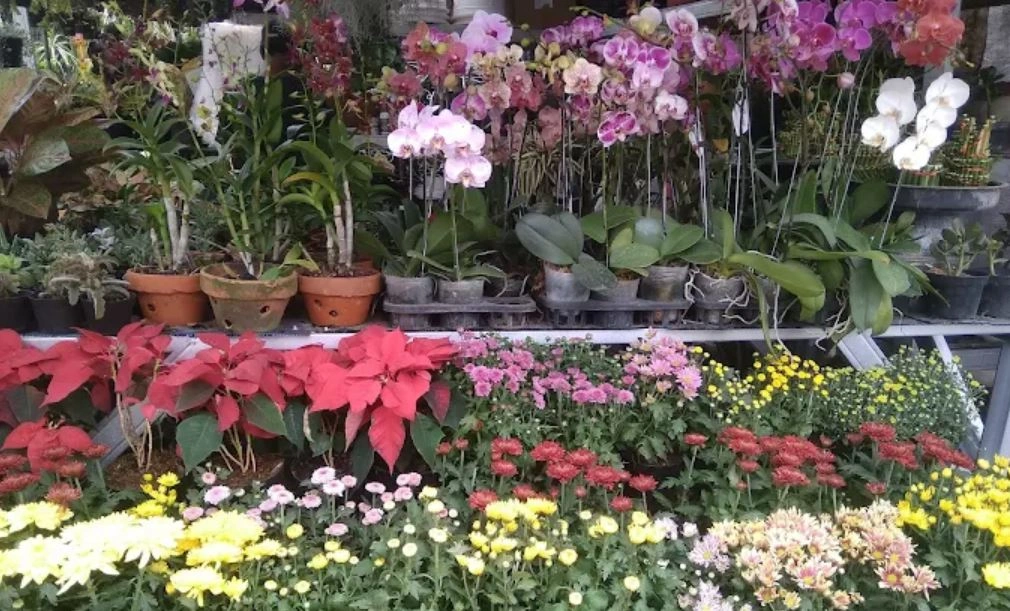 Tanaman hias dari Teguh Flora, Sumber: ulasan google