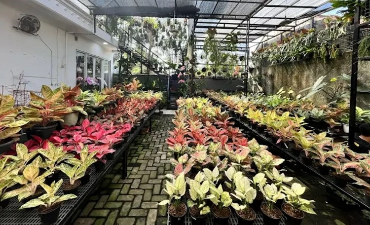 Tanaman hias di Mulia Garden, Sumber: ulasan google