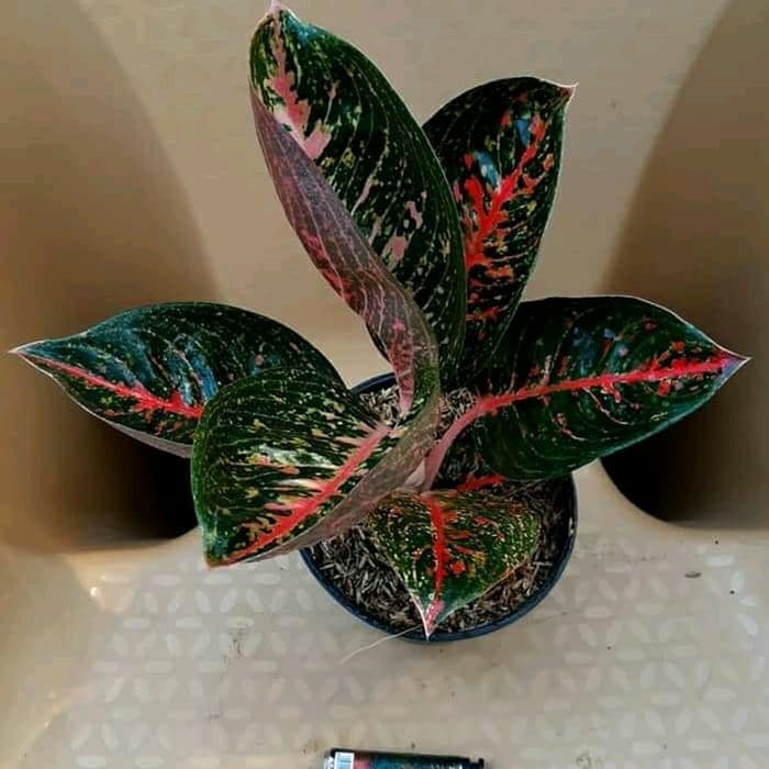 Aglaonema Adelia, Sumber: Google