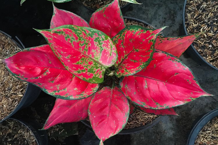 Jenis Tanaman Aglonema, Sumber: Google