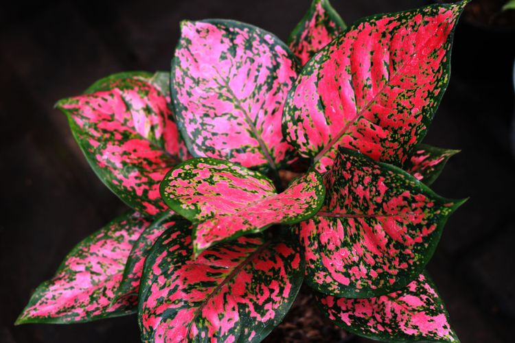 Bagian Bunga Tanaman Aglonema, Sumber: Google