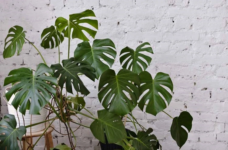 Jenis Monstera Deliciosa, Sumber: blog.kliknclean.com