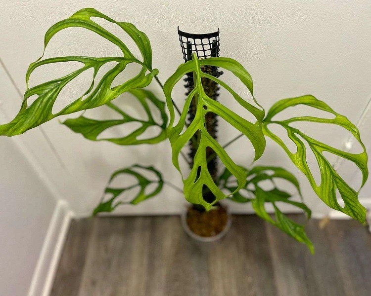 Jenis Monstera Obliqua, Sumber: thespruce.com