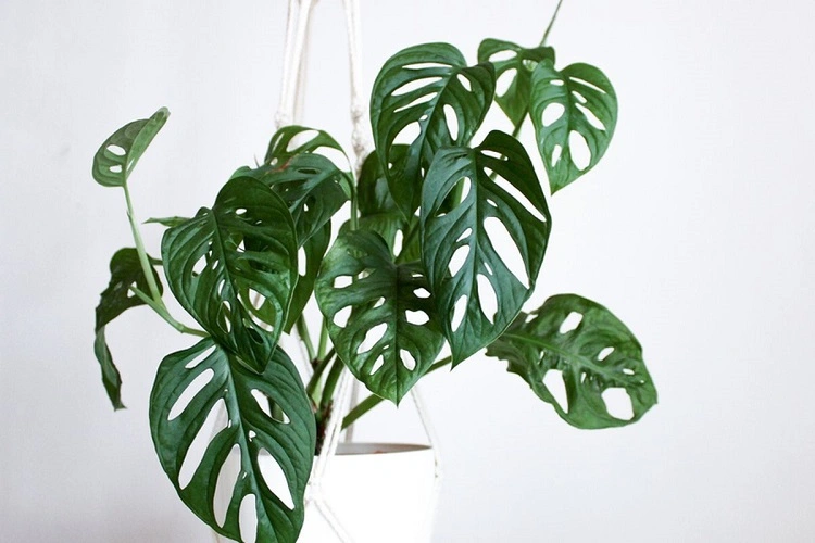 Monstera Adansonii atau Janda Bolong, Sumber: kompas.com