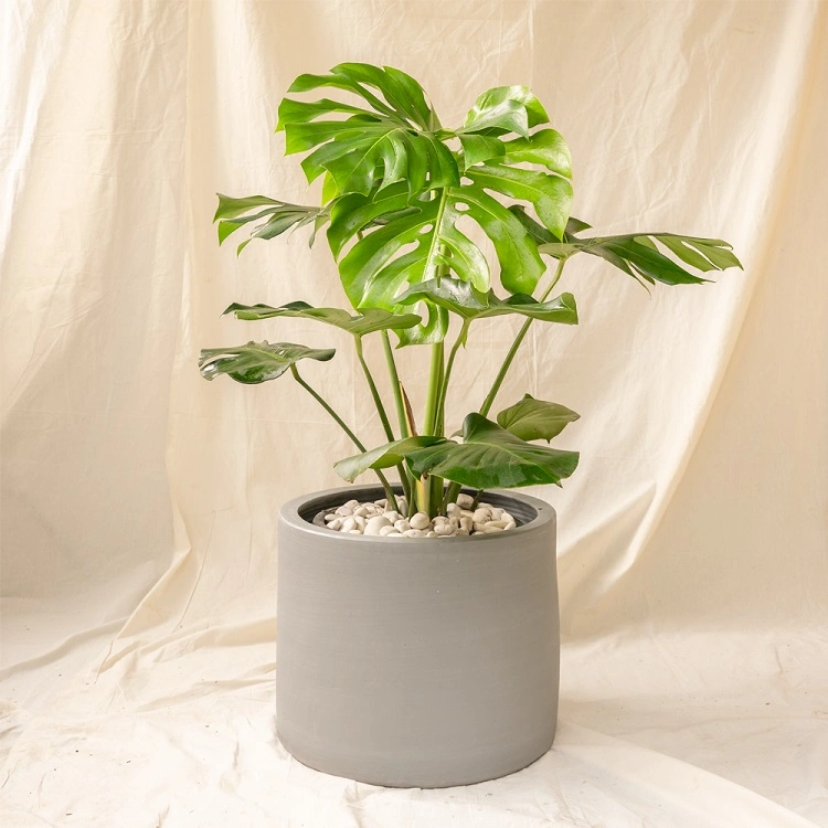 Monstera Borsigiana, Sumber: mandaflora.co.id