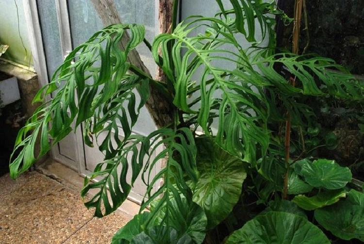 Monstera Epipremnoides, Sumber: pinterest.com