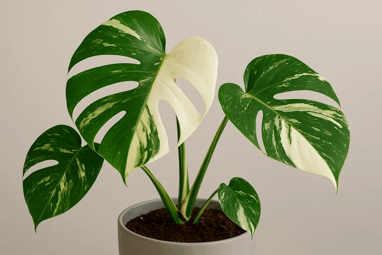 Monstera Variegata, Sumber: radargarut.id