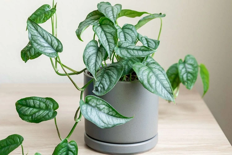 Tanaman Monstera Siltepacana, Sumber: thespruce.com